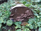 Chondrostereum purpureum image