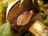 Chondrostereum purpureum image