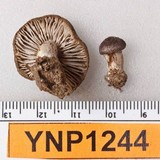Tricholoma moseri image