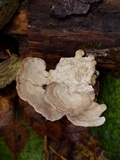 Trametes gibbosa image