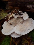 Trametes gibbosa image