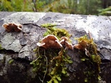 Chondrostereum purpureum image