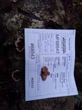 Chondrostereum purpureum image