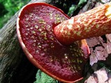 Boletus frostii image
