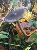 Amanita pachycolea image