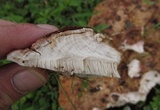 Abortiporus biennis image