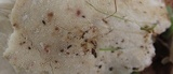 Abortiporus biennis image