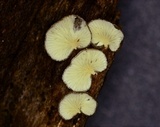 Hohenbuehelia grisea image