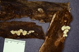 Hohenbuehelia grisea image