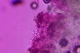 Hohenbuehelia grisea image