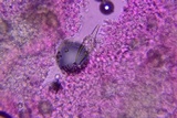 Hohenbuehelia grisea image