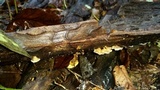Hohenbuehelia grisea image
