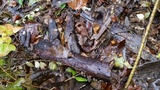 Hohenbuehelia grisea image