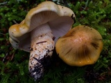 Tricholoma focale image