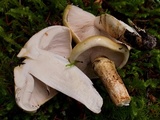 Tricholoma focale image