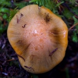 Tricholoma focale image
