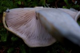 Tricholoma focale image