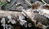 Trametes villosa image