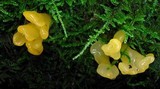 Dacryopinax spathularia image