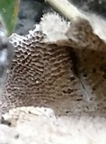 Trametes villosa image