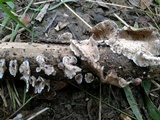 Trametes villosa image