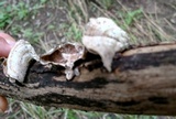 Trametes villosa image