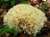 Sparassis spathulata image