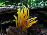 Clavulinopsis fusiformis image