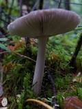 Amanita pachycolea image