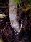 Amanita pachycolea image