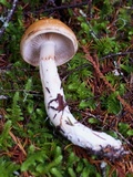 Cortinarius collinitus image