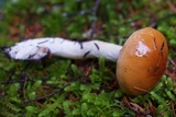 Cortinarius collinitus image