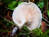Clitopilus prunulus image