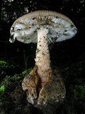 Amanita pseudovolvata image