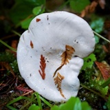 Clitopilus prunulus image