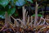 Alloclavaria purpurea image