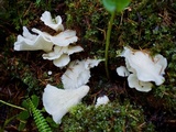 Pleurocybella porrigens image