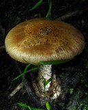 Amanita pseudovolvata image