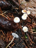 Collybia cirrhata image