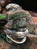 Fomitopsis officinalis image