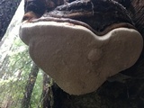 Fomitopsis officinalis image