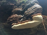 Fomitopsis officinalis image