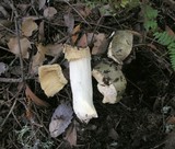 Russula aeruginea image