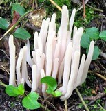 Clavaria rubicundula image