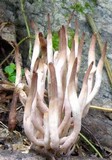 Clavaria rubicundula image