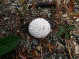 Lycoperdon curtisii image