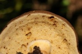 Xanthoconium affine image