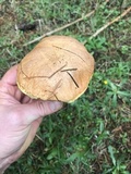 Suillus caerulescens image