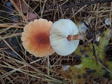 Cystoderma amianthinum image