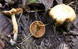 Cortinarius distans image